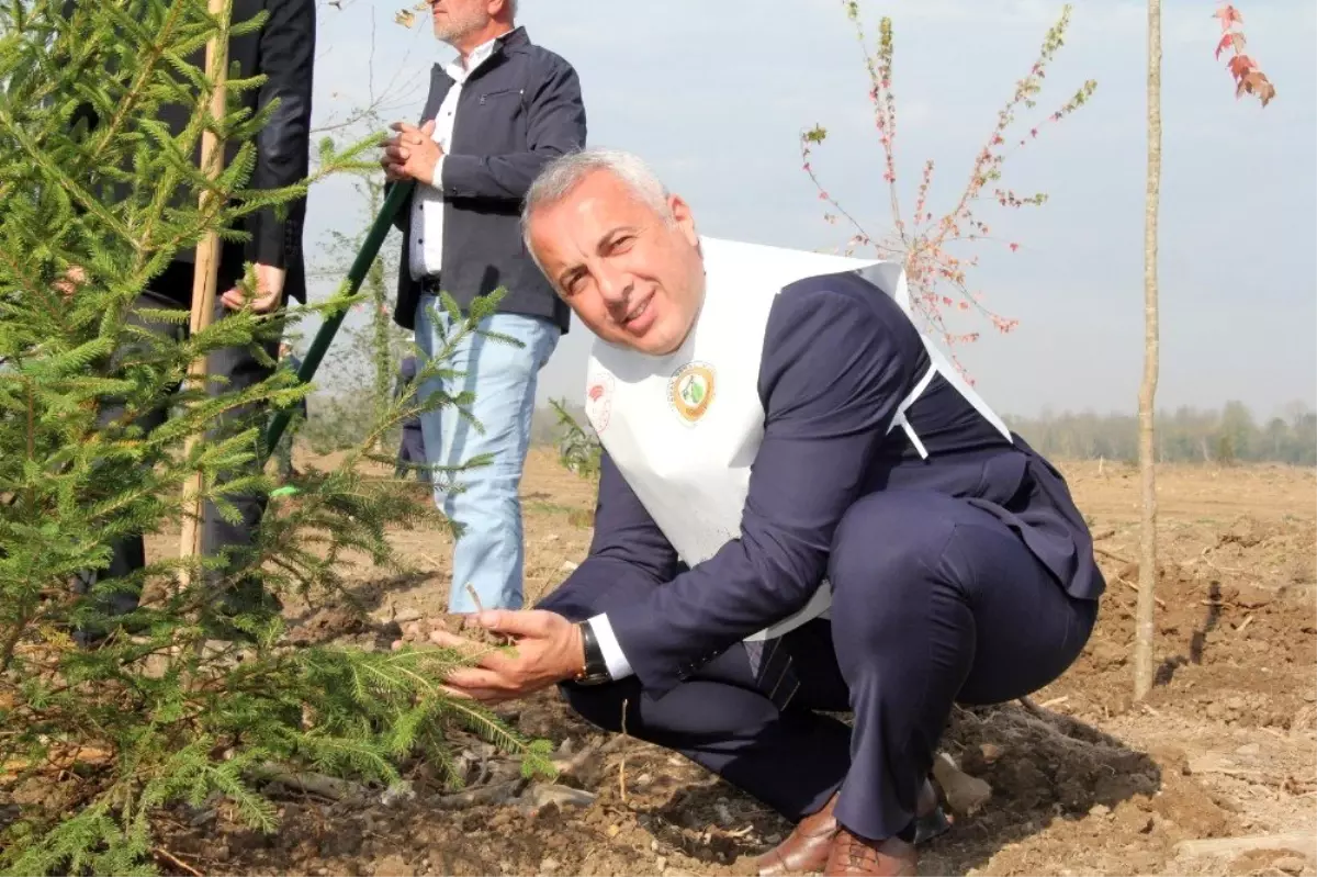 Hendek'te 12 bin 700 fidan toprakla buluştu