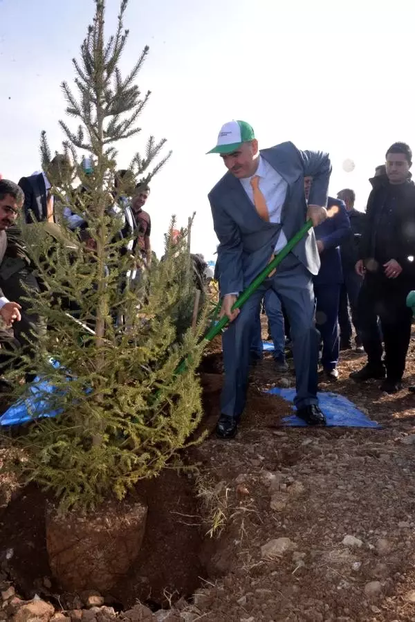 Kahramanmaraş'ta 222 bin fidan toprakla buluştu Kahramanmaraş'ta 222 bin fidan toprakla buluştu