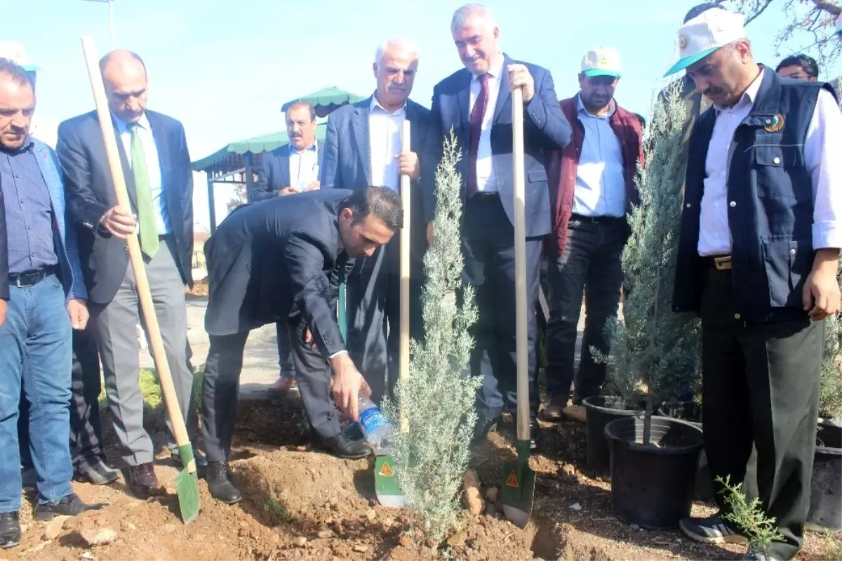 Kahta'da, 2 bin 500 fidan toprakla buluştu