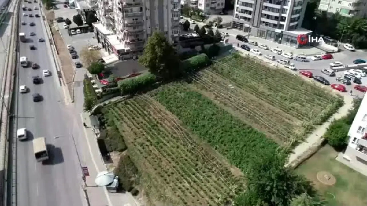 Lüks rezidansların arasında yetişen sebzeler, dakikalar içinde kebapçının sofrasında