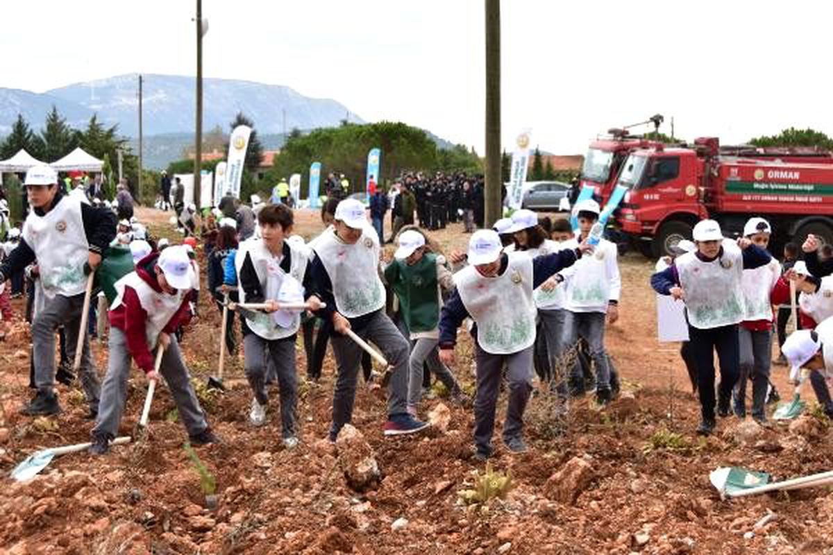 Muğla'da 200 bin fıstık çamı fidanı toprakla buluşturuldu