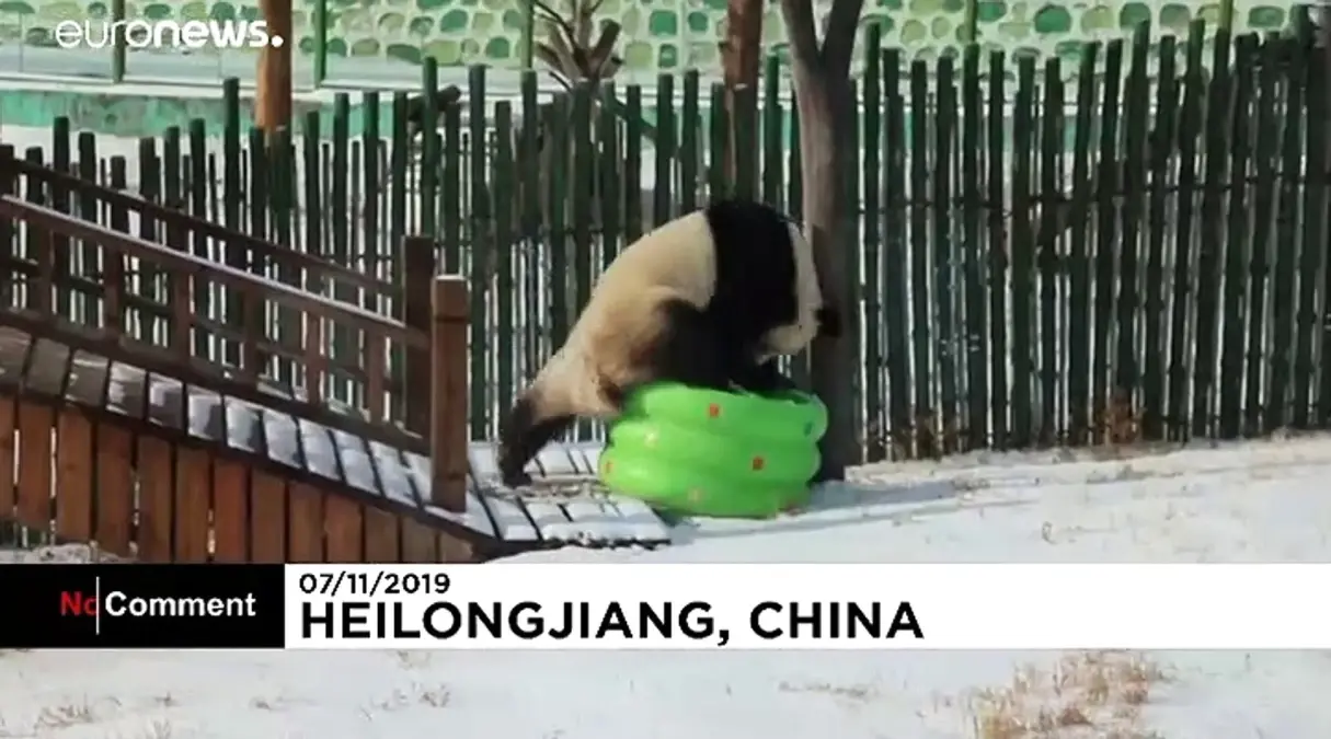 Karla kaplı parkın tadını çıkaran dev panda Sijia