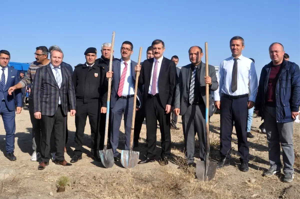 Sungurlu'da 400 fidan toprakla buluştu