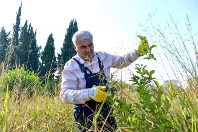 Büyükşehir Belediyesinden üreticiye uygulamalı tarım eğitimi Büyükşehir Belediyesinden üreticiye uygulamalı tarım eğitimi