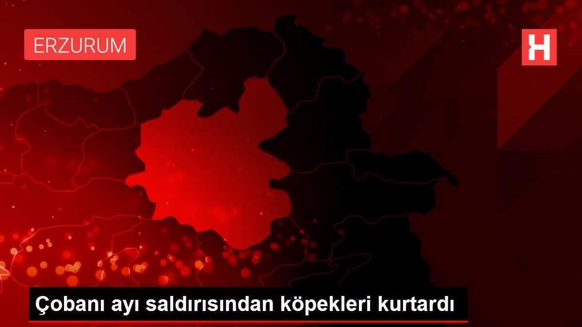 Çobanı ayı saldırısından köpekleri kurtardı