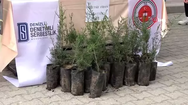 Denetimli serbestlik yükümlüleri tarafından 500 fidan dağıtıldı Denetimli serbestlik yükümlüleri tarafından 500 fidan dağıtıldı