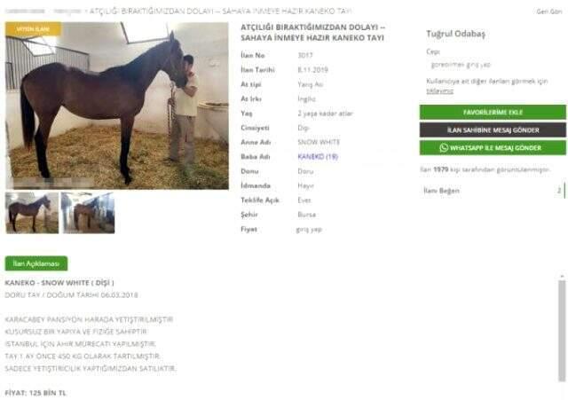 Işın Karaca'nın Tuğrul Odabaş'tan boşanma nedeni ortaya çıktı