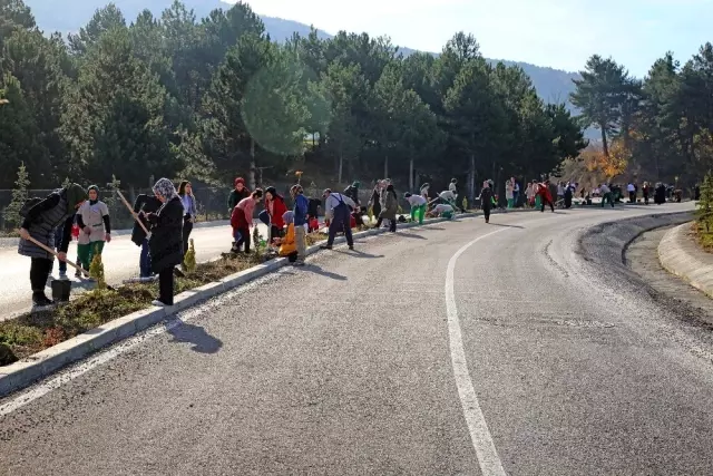 Narven'de bin 500 fidan dikildi