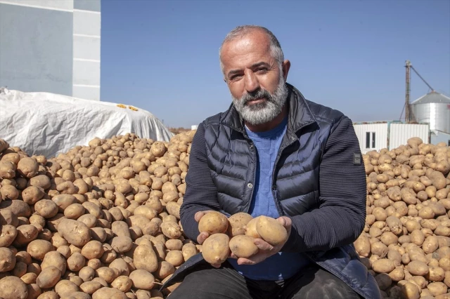 "Tohumluk patates üretiminin yüzde 17'si Ahlat'tan karşılanıyor"