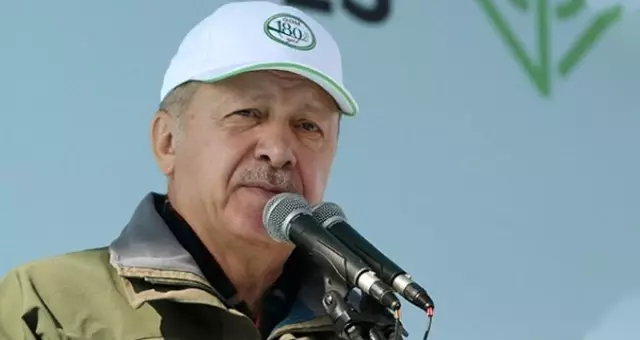 Türkiye, Çorum'da diktiği 303 bin fidanla, ağaç dikmede Guinness rekorunu kırdı,