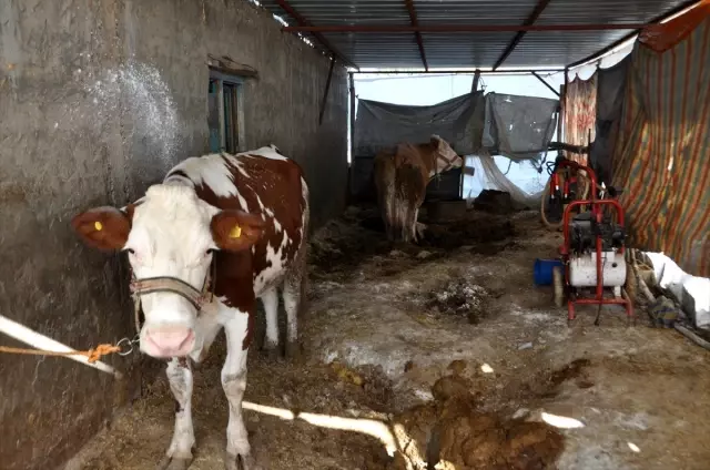 Adıyaman Tarım ve Orman İl Müdürlüğünden kuduz karantinası açıklaması Açıklaması