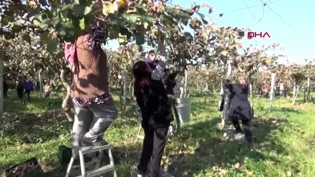 Bartın çorak araziyi kivi bahçesine çevirdi