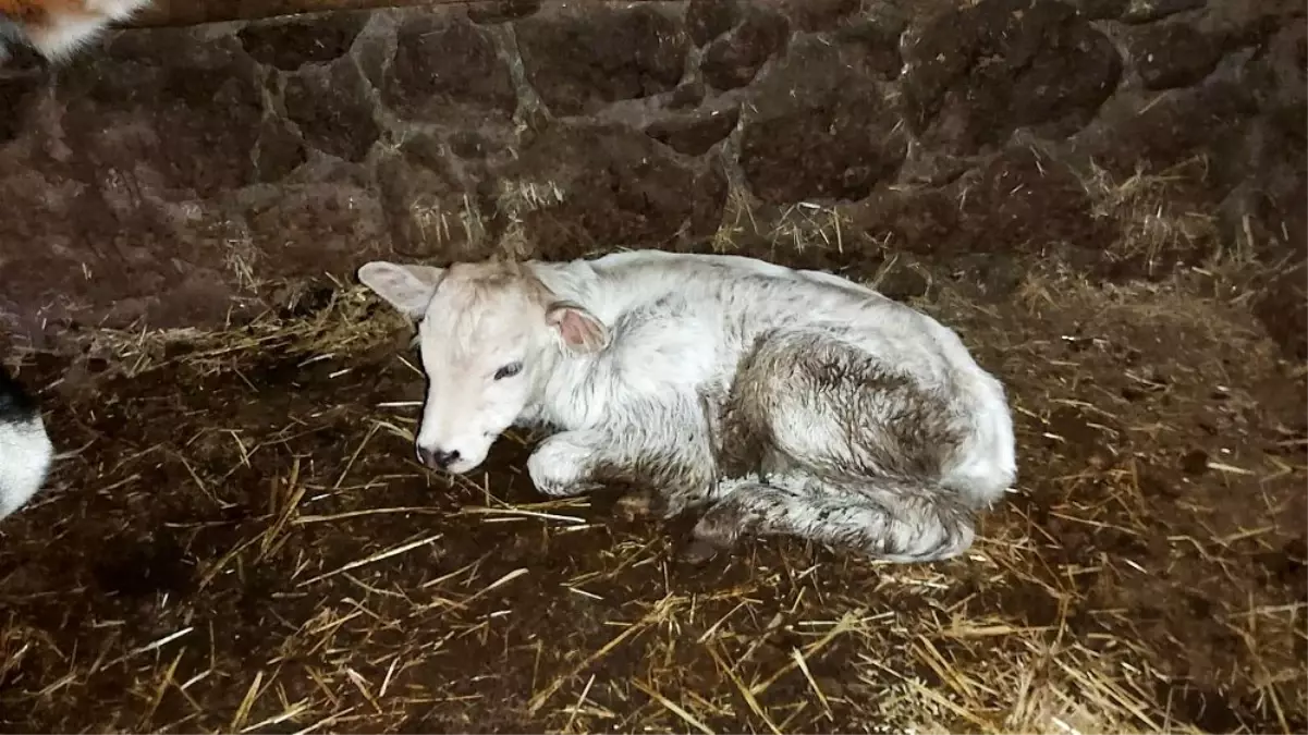 Büyükşehir'den yerli ırka destek