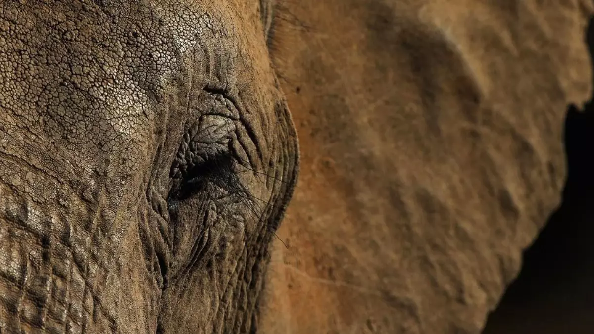 Hayvanlar da insanlar gibi kaybettikleri aile üyeleri için yas tutuyor