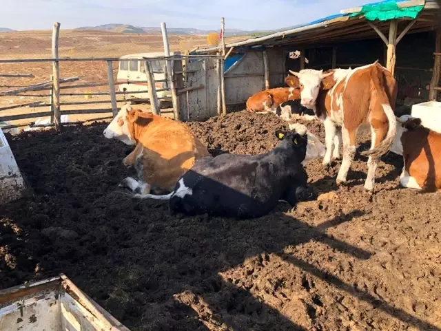 Hüyük'te orman köylüsü 62 aileye 124 gebe düve desteği Hüyük'te orman köylüsü 62 aileye 124 gebe düve desteği
