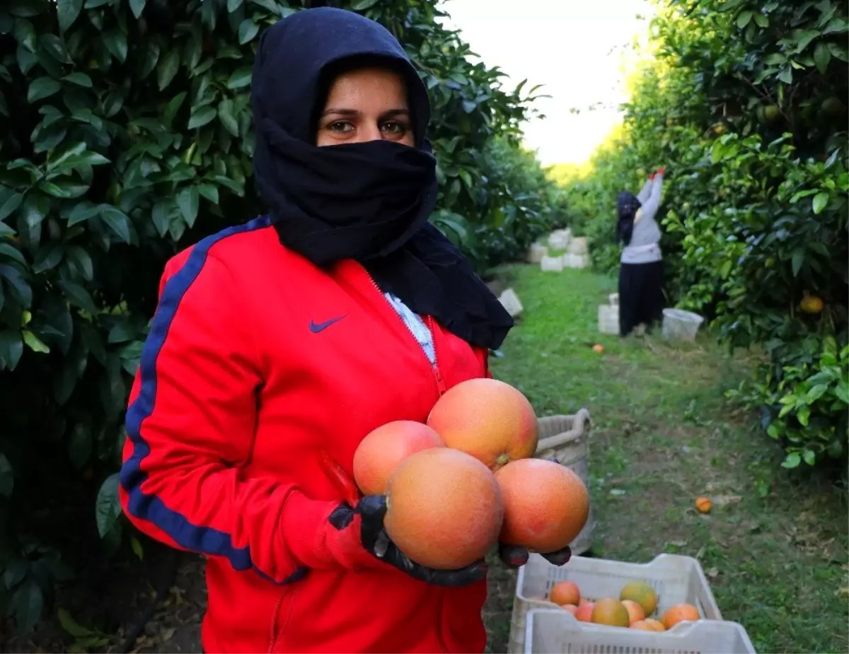 İhracatlık greyfurtta hasat başladı