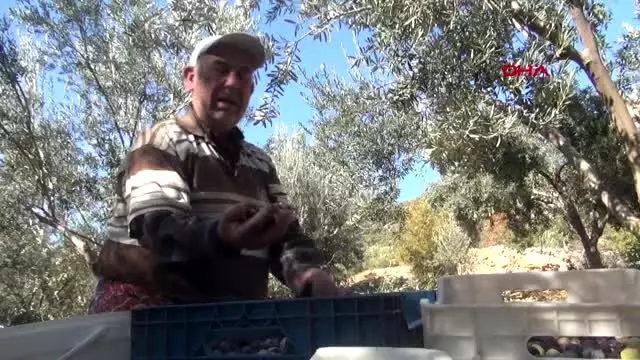 Karaman'da çiftçinin yeni gözdesi, zeytin üreticiliği Karaman'da çiftçinin yeni gözdesi, zeytin üreticiliği