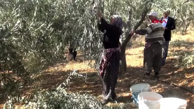Karaman'da çiftçinin yeni gözdesi, zeytin üreticiliği Karaman'da çiftçinin yeni gözdesi, zeytin üreticiliği