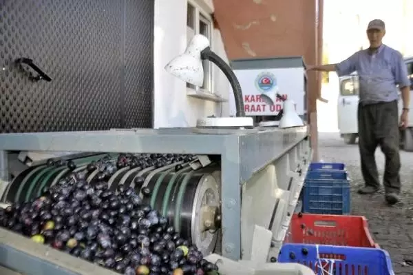 Karaman'da çiftçinin yeni gözdesi, zeytin üreticiliği Karaman'da çiftçinin yeni gözdesi, zeytin üreticiliği