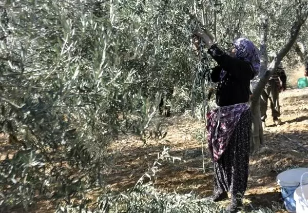 Karaman'da çiftçinin yeni gözdesi, zeytin üreticiliği Karaman'da çiftçinin yeni gözdesi, zeytin üreticiliği