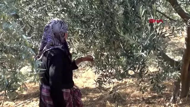 Karaman'da çiftçinin yeni gözdesi, zeytin üreticiliği Karaman'da çiftçinin yeni gözdesi, zeytin üreticiliği