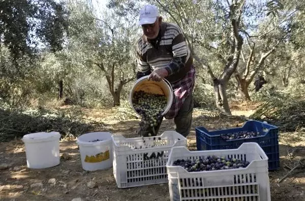 Karaman'da çiftçinin yeni gözdesi, zeytin üreticiliği Karaman'da çiftçinin yeni gözdesi, zeytin üreticiliği