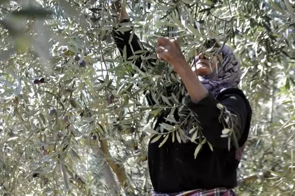 Karaman'da çiftçinin yeni gözdesi, zeytin üreticiliği Karaman'da çiftçinin yeni gözdesi, zeytin üreticiliği