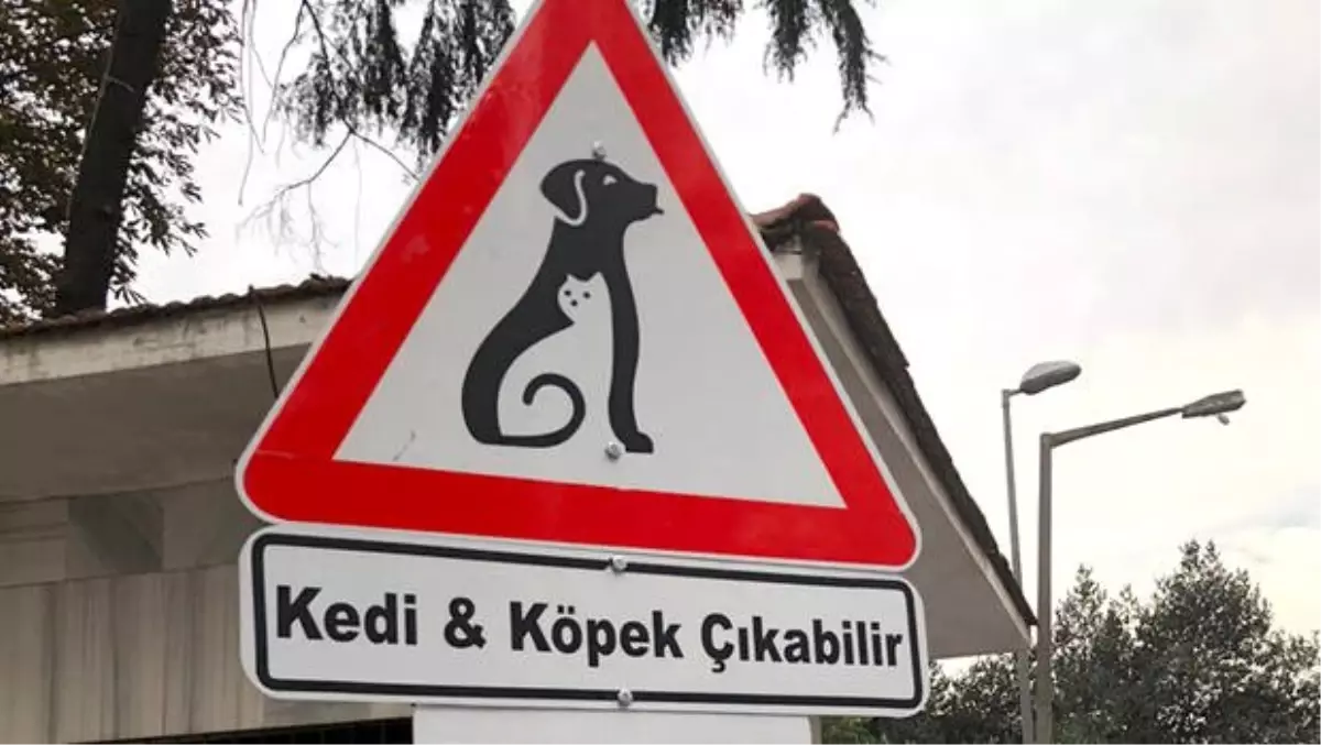 'Kedi&Köpek' çıkabilir
