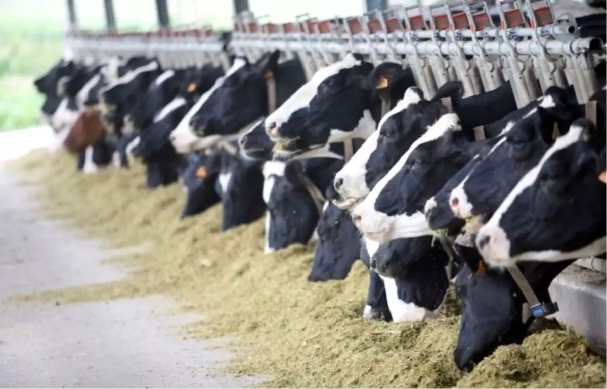 Toplanan inek sütü miktarı eylülde azaldı