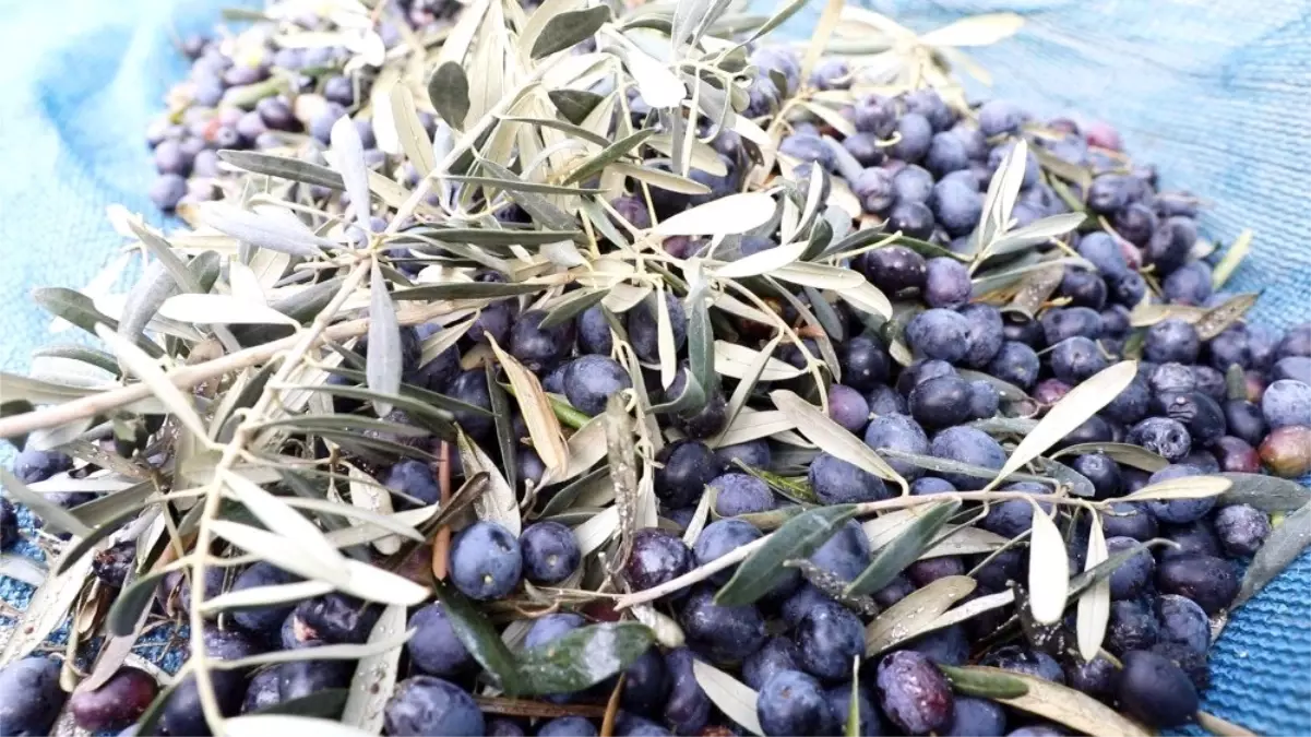 'Topraktan halka zeytin yağı' bu yıl da sofralarda