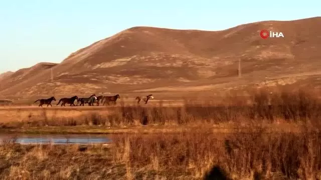 Yılkı atları doğal ortamlarında böyle görüntülendi Yılkı atları doğal ortamlarında böyle görüntülendi