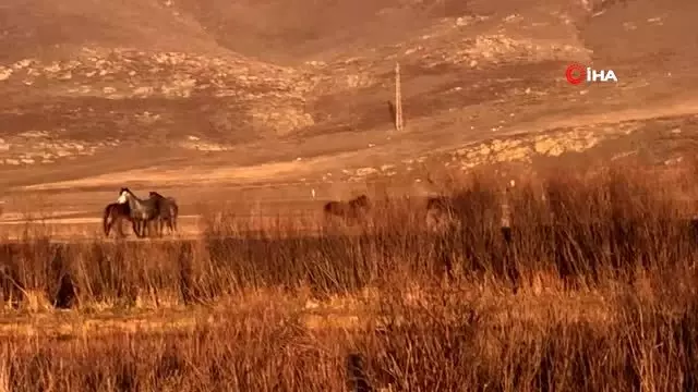 Yılkı atları doğal ortamlarında böyle görüntülendi Yılkı atları doğal ortamlarında böyle görüntülendi