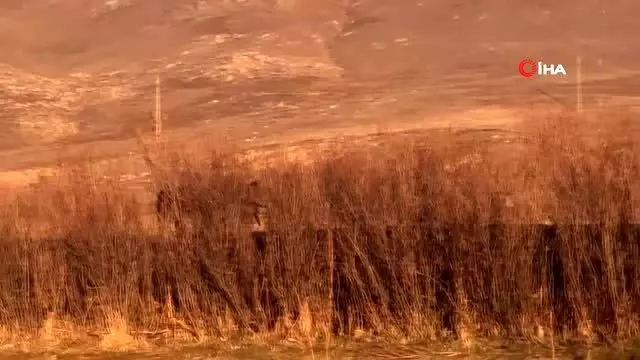 Yılkı atları doğal ortamlarında böyle görüntülendi Yılkı atları doğal ortamlarında böyle görüntülendi