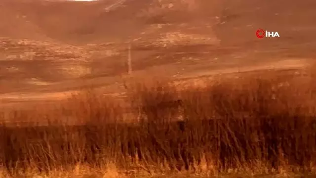 Yılkı atları doğal ortamlarında böyle görüntülendi Yılkı atları doğal ortamlarında böyle görüntülendi