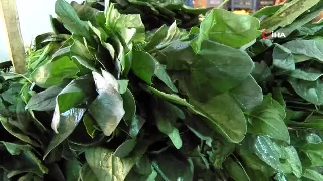 Zehirlenme vakaları ıspanak satışlarını düşürdü Zehirlenme vakaları ıspanak satışlarını düşürdü
