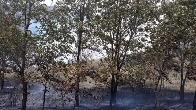 Altınova'da orman yangını Altınova'da orman yangını