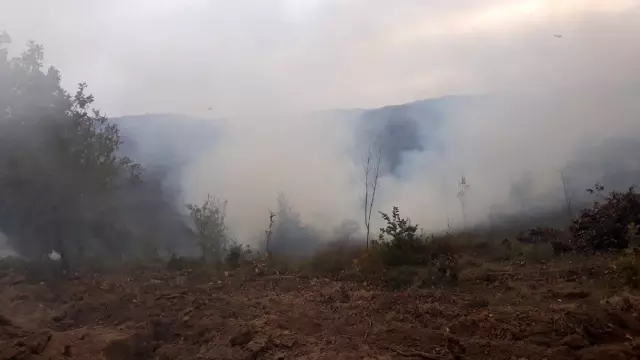 Altınova'da orman yangını Altınova'da orman yangını