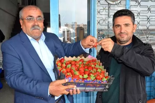Antalya'da mevsimin ilk çileği kilosu 10 liradan alındı Antalya'da mevsimin ilk çileği kilosu 10 liradan alındı