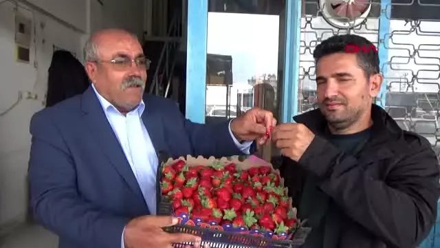 Antalya'da mevsimin ilk çileği kilosu 10 liradan alındı Antalya'da mevsimin ilk çileği kilosu 10 liradan alındı