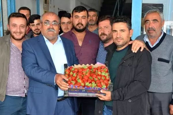 Antalya'da mevsimin ilk çileği kilosu 10 liradan alındı Antalya'da mevsimin ilk çileği kilosu 10 liradan alındı