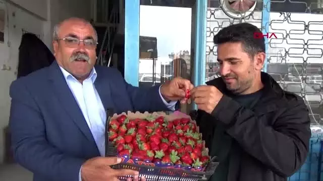 Antalya'da mevsimin ilk çileği kilosu 10 liradan alındı Antalya'da mevsimin ilk çileği kilosu 10 liradan alındı