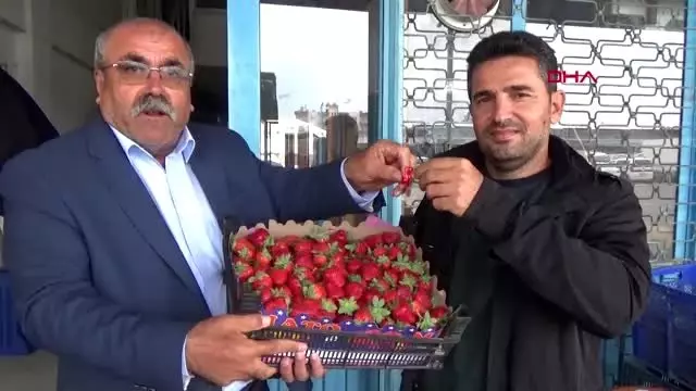 Antalya'da mevsimin ilk çileği kilosu 10 liradan alındı Antalya'da mevsimin ilk çileği kilosu 10 liradan alındı