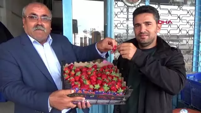 Antalya'da mevsimin ilk çileği kilosu 10 liradan alındı Antalya'da mevsimin ilk çileği kilosu 10 liradan alındı