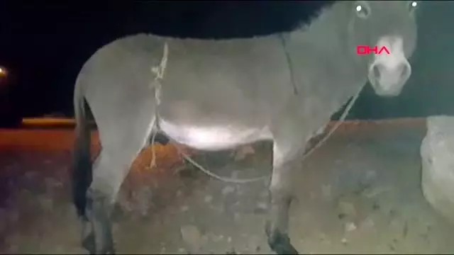 Antalya eşeğe yapılan kötü muamele 'pes' dedirtti Antalya eşeğe yapılan kötü muamele 'pes' dedirtti