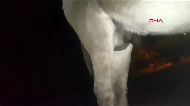 Antalya eşeğe yapılan kötü muamele 'pes' dedirtti Antalya eşeğe yapılan kötü muamele 'pes' dedirtti