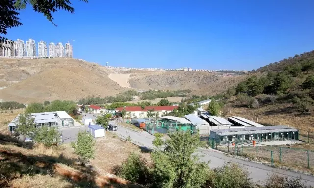 Barınakta kanser tedavisi