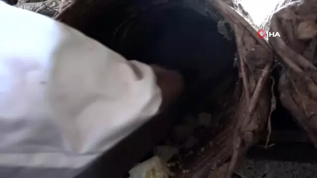 Bitlis'te karakovan balının hasadına başlandı Bitlis'te karakovan balının hasadına başlandı
