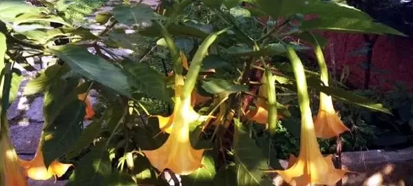 Boru çiçeğinden yapılan dolma, 2'si çocuk 6 kişiyi zehirledi