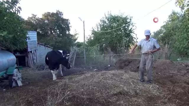 Çalındı zannettiği inekleri otlarken bulundu Çalındı zannettiği inekleri otlarken bulundu