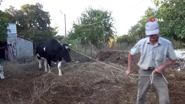 Çalındı zannettiği inekleri otlarken bulundu Çalındı zannettiği inekleri otlarken bulundu